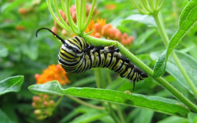 آموزش علوم دبستان